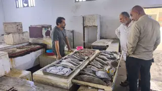 مزاد الفاو يعرض صيد الجمعة.. "النواصيب" جاؤوا بأجود الأسماك لمرسى النقعة