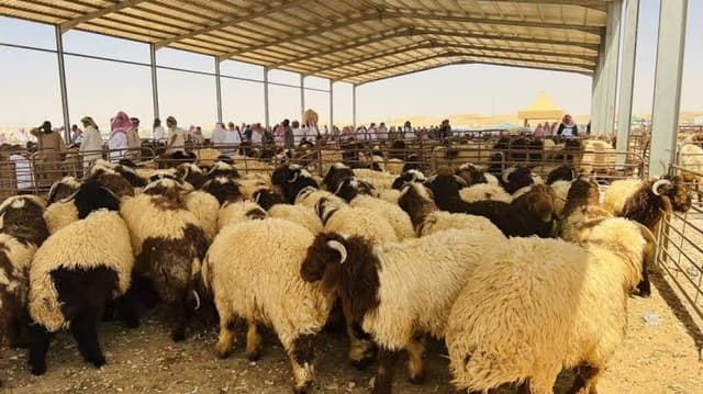 الكمارك تعيد اغنام مصابة بالحمى القلاعية الى إيران