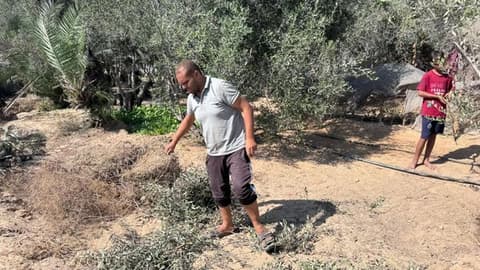 مسؤول فلسطيني لـ "سبوتنيك": إسرائيل تلاحق المربع الأخير لاقتصاد الفلسطينيين عبر استهداف موسم الزيتون
