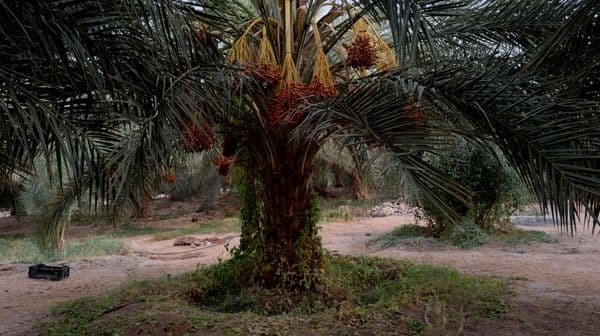 من نخيل مدينة ودان إلى أسواق العالم... هل تصبح التمور موردا غير نفطي لليبيا؟
