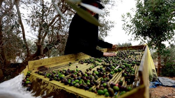 الأمم المتحدة: هجوم المستوطنين على موسم قطف الزيتون الفلسطيني أداة للتهجير والسلب
