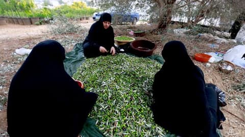 موسم قطاف الزيتون جنوبي لبنان... عودة إلى الحقول رغم آثار الحرب