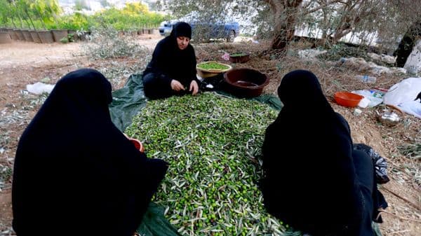 موسم قطاف الزيتون جنوبي لبنان... عودة إلى الحقول رغم آثار الحرب