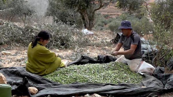 موسم الزيتون في الضفة الغربية تحت الرصاص... اقتلاع أشجار وسرقة محصول المزارعين