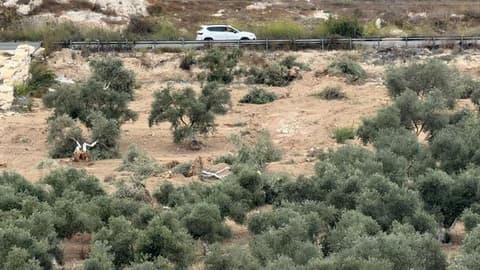 مسؤول فلسطيني: إسرائيل ارتكبت أكثر من 420 اعتداء خلال قطاف الزيتون وتعاقب السكان في الخليل