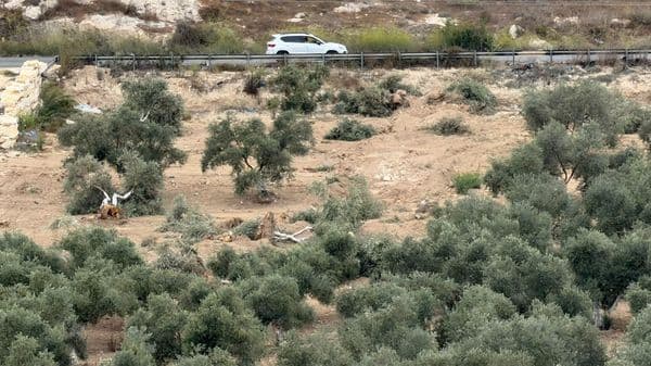 مسؤول فلسطيني: إسرائيل ارتكبت أكثر من 420 اعتداء خلال قطاف الزيتون وتعاقب السكان في الخليل