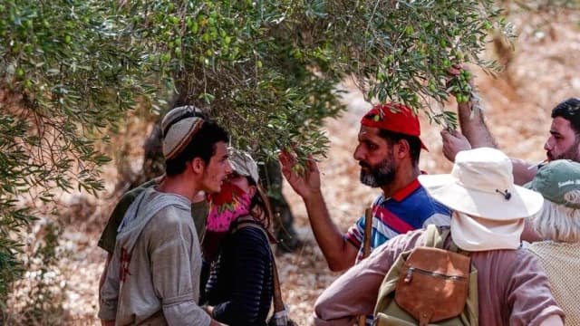 اعتداءات الضفة تطال قاطفي الزيتون.. 19 مصابًا وإحراق 5 مركبات
