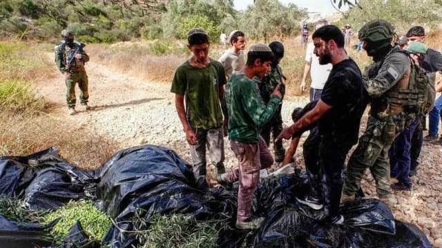تقرير: فتوى دينية إسرائيلية تشرعن سرقة الزيتون الفلسطيني بالضفة