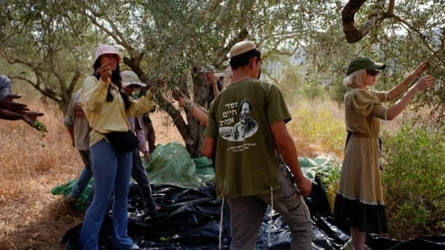 الضفة.. 21 اعتداءً إسرائيليًا ضد مزارعي الزيتون في يوم واحد