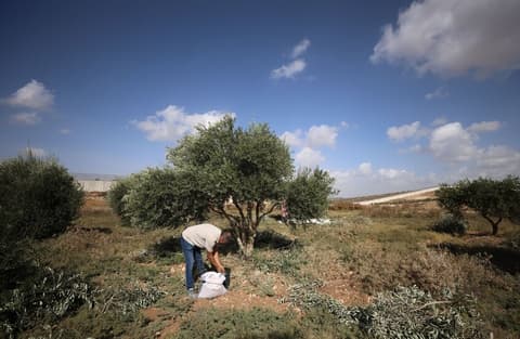 حاخام بن غفير الروحي يشرعن نهب المستوطنين لمحصول الزيتون الفلسطيني