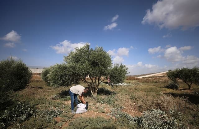 حاخام بن غفير الروحي يشرعن نهب المستوطنين لمحصول الزيتون الفلسطيني