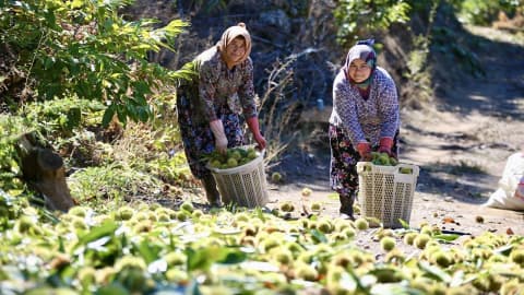 Kestane hasadında zorlu mesai başladı