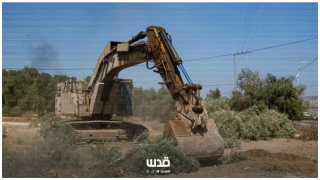 من شرفة قُصرة إلى حقول جنين.. موسم الزيتون الذي تغيّرت حكايته