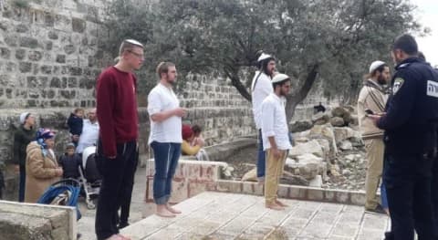 موسم الزيتون في سلفيت.. اعتداءات تطال الأشجار والمزارعين والأرض