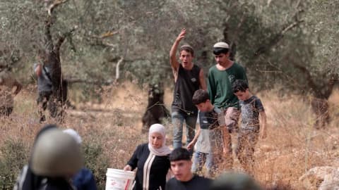 حاخام إسرائيلي يفتي بجواز سرقة المستوطنين محصول الزيتون الفلسطيني