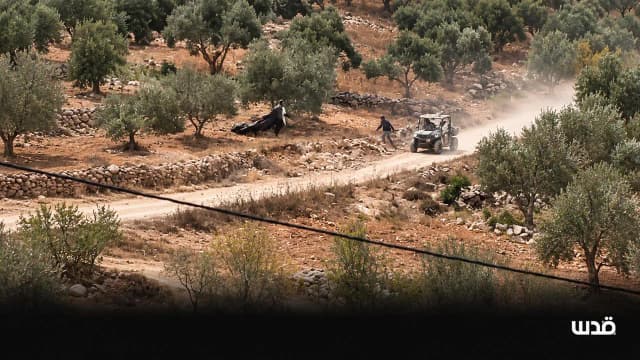 40 إلى 50 شوالًا من الزيتون خلال يومين.. مستوطنون يصعّدون اعتداءاتهم في اللبن الشرقية