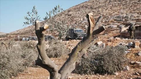 سرقة 17 كيس زيتون ومعدات زراعية.. المستوطنون يصعّدون اعتداءاتهم على المزارعين