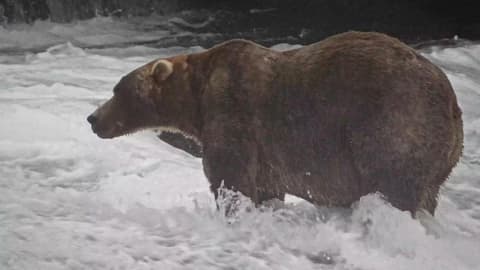 'Backpack' declared Alaska's Fat Bear Week winner