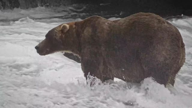 'Backpack' declared Alaska's Fat Bear Week winner