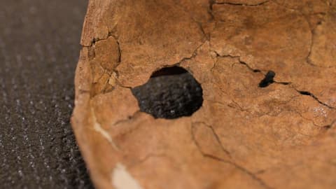 Was Neanderthal life violent? This wound suggests lethal fighting was more common