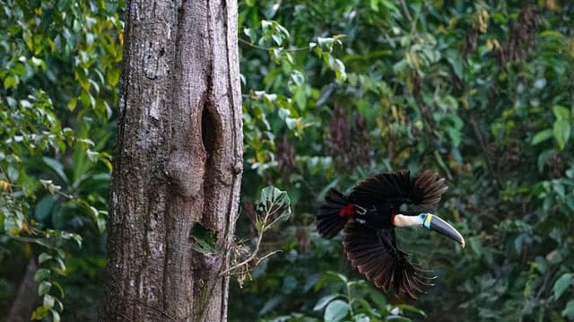 Brazil sees record fall in Amazon deforestation as key election looms
