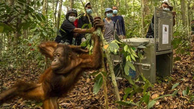 Orangutans released back into Borneo forest after devastating fires