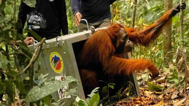 Watch: Endangered orangutans released back into the wild after Borneo fires