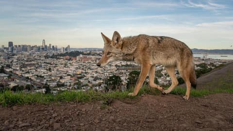 Pictured: Winning entries for Wildlife Photographer of the Year 2026