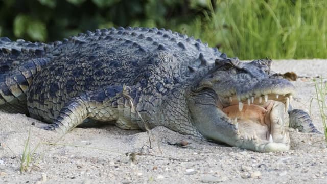 River home to 500 crocodiles chosen as Olympic rowing venue