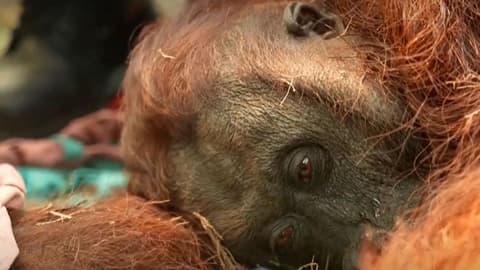 Orangutans in danger as wildfires blaze through Borneo