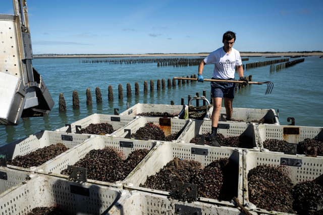Record heat grips European seas, threatens fisheries, marine life