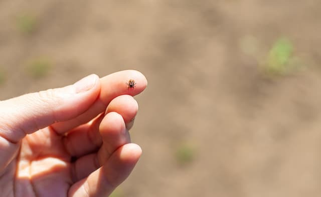 Turkish researchers develop AI app to identify tick species