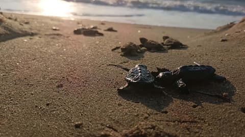 100,000 sea turtle hatchlings reach sea in Türkiye's Mersin