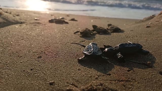 100,000 sea turtle hatchlings reach sea in Türkiye's Mersin