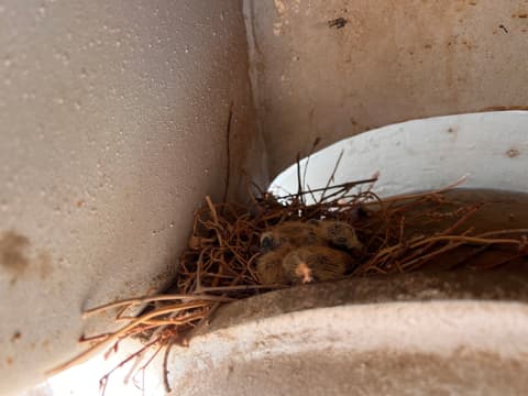 Turkish driver chooses kindness over work to protect nesting doves