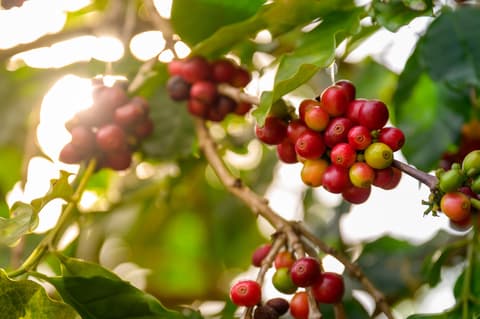Coffee’s curious journey from Ethiopian goats to world
