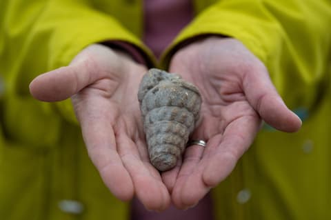 Ancient sea fossil, Hittite-era seed found at Ankara excavation