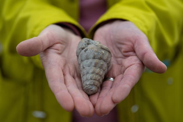 Ancient sea fossil, Hittite-era seed found at Ankara excavation
