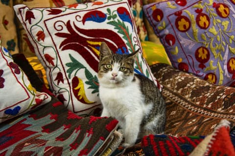10,000 cats, please: How Russia turned to Türkiye to fight rats