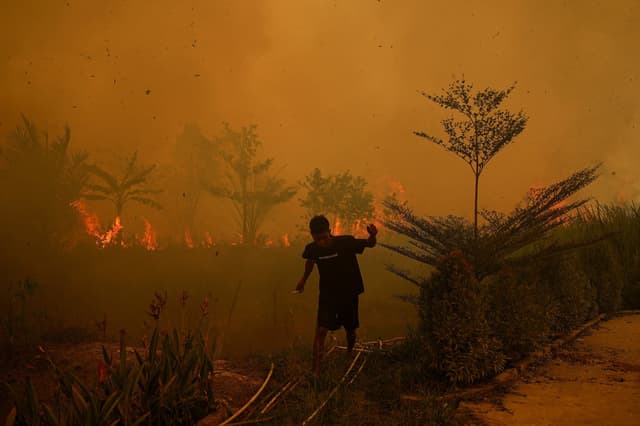 Indonesia’s raging wildfires endanger orangutans, scorch forests