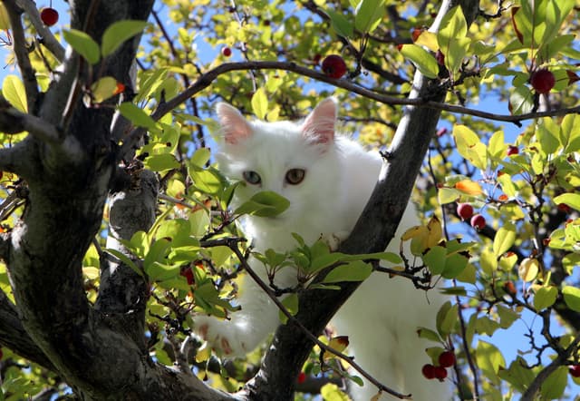 Little paws, colorful eyes: Van cats welcome a new generation