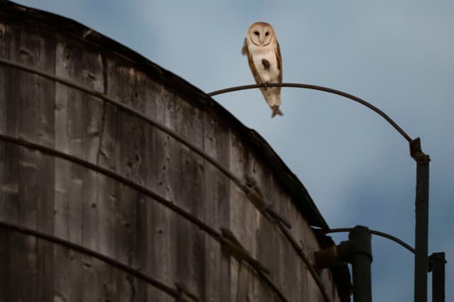 Rare barn owl family captivates New Yorkers near Central Park