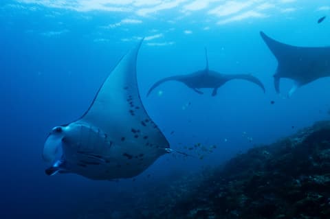 Nations lag on funding pledges to protect global biodiversity