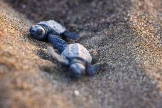 As COP31 nears, Türkiye's sea turtles sound climate warning