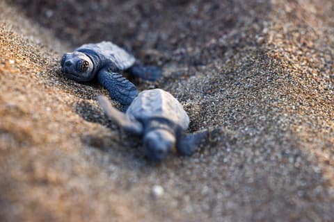 As COP31 nears, Türkiye's sea turtles sound climate warning