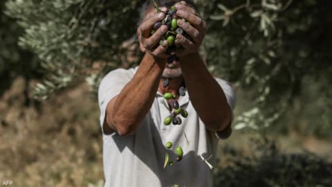 الذهب الأخضر في دائرة الخطر.. ماذا يحدث لزيتون الضفة؟