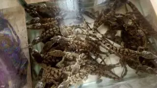 30 تمساحا على متن قطار في مصر.. ما القصة؟
