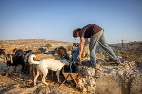 רבני גוש עציון נגד המסיק של נוער הגבעות: "יש כאן איסור גזל"