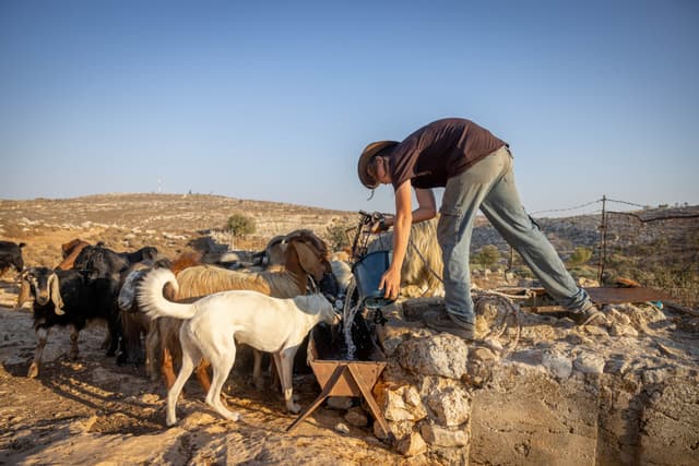 רבני גוש עציון נגד המסיק של נוער הגבעות: "יש כאן איסור גזל"