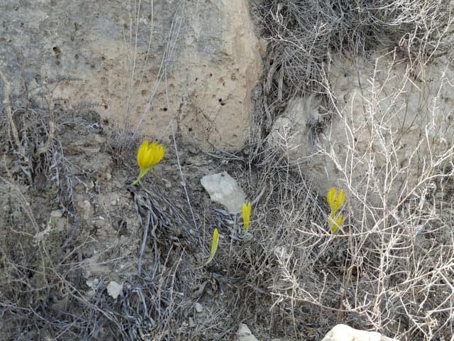 טיול ל'ותן טל ומטר': פריחת החלמוניות והסתווניות
